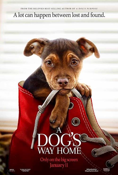 Trailer of movie: A Dog's Way Home